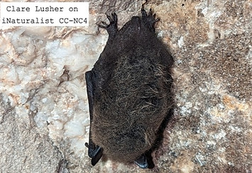 A picture of a hanging bat.