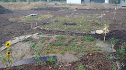 2020.07.10-leverbleu-potager(7)