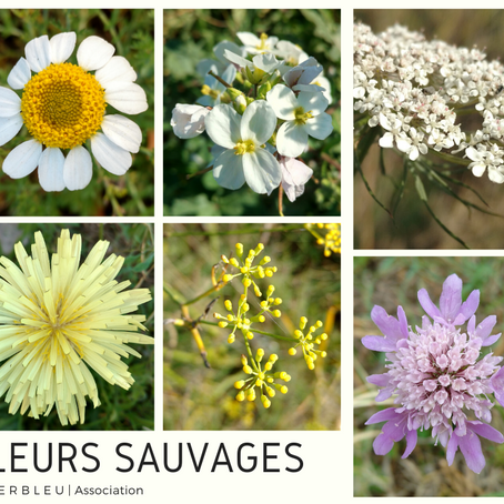 Newsletter #2 LE VER BLEU | Déc 2019 | Fleurs sauvages & première balade botanique 