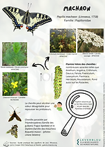 poster lepidoptères diurnes - Papilio machaon - leverbleu.png