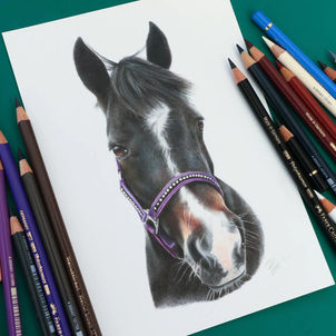 horse portrait