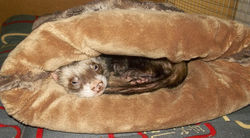 Schlummer-Frettchen v. C. Westphal