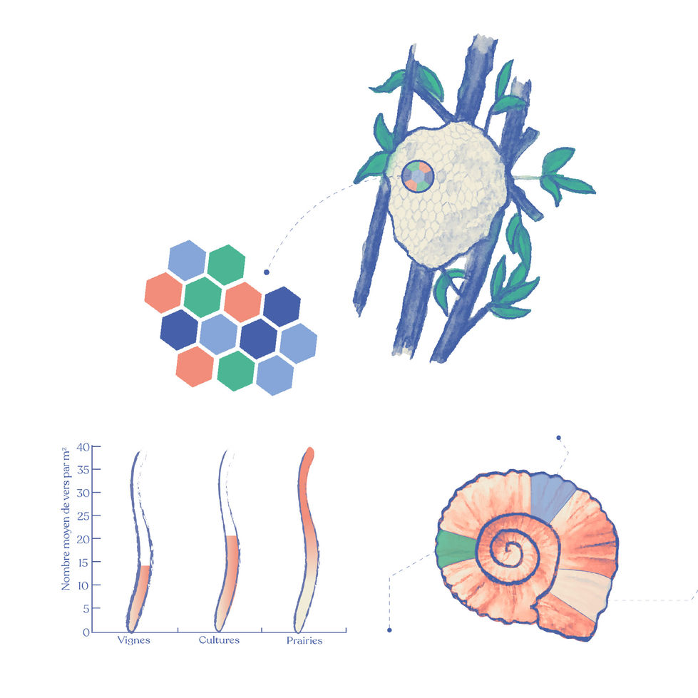 PNDB-Clemaya-02