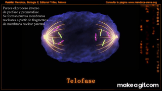 apolaD.gif
