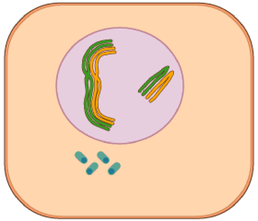 meiosis.gif.webp