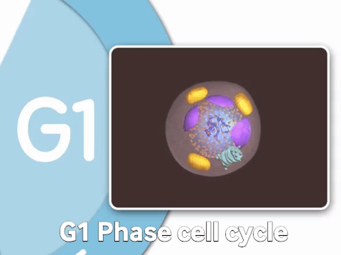 g1-cell-phase-cell-cycle.webp