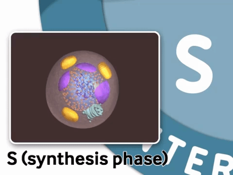 s-synthesis-phase-cell-cycle-interphase.webp