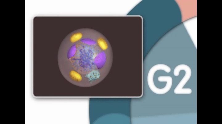 MITOSIS_MADE_SUPER_EASY_ANIMATION.gif