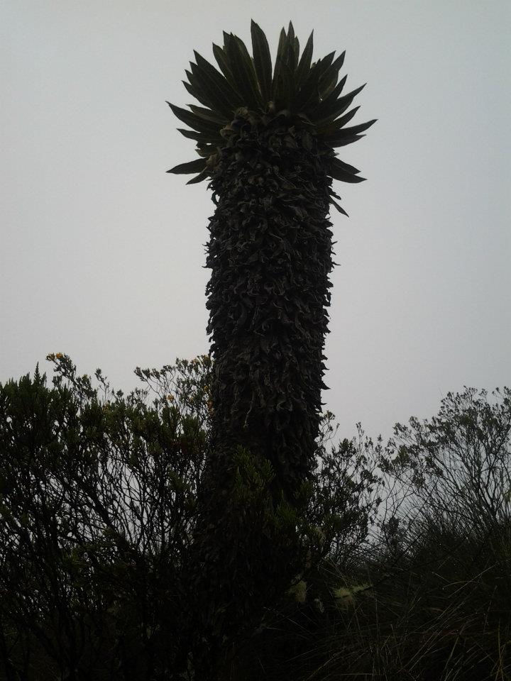 Frailejón
