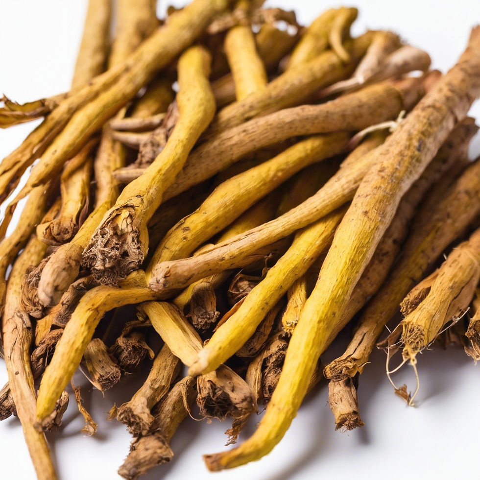 Pile of dried yellow dock roots (Rumex crispus) with their distinct long, twisted shape and earthy yellow-brown color
