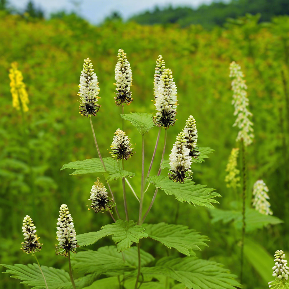 Flowering black cohosh plant with tall white flower spikes and broad green leaves growing in a lush meadow