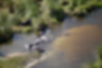 Pudu Puda_Botswana_Helicopter Horizons Khwai 2