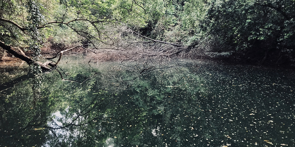 CLEMENTI FOREST (EASY)