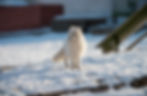 Arctic Fox