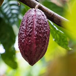 Untitled design (12).png