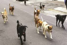 Going to the Dogs