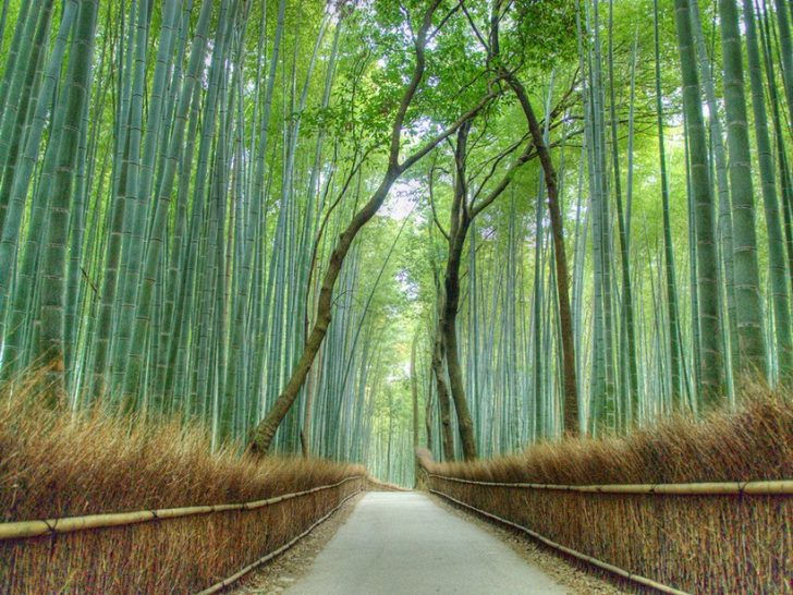 Arashiyama;Kyoto,Japonia