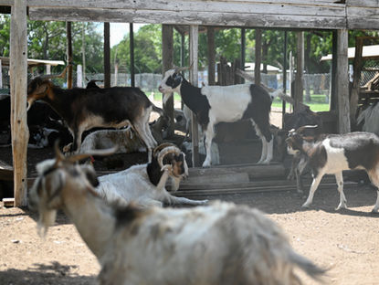 Murieron cinco chivos en la Granja del Parque de VGG e investigan las causas: COMUNICADO OFICIAL DEL MUNICIPIO