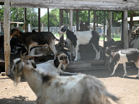 Murieron cinco chivos en la Granja del Parque de VGG e investigan las causas: COMUNICADO OFICIAL DEL MUNICIPIO
