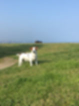 IMG_2123.jpeg