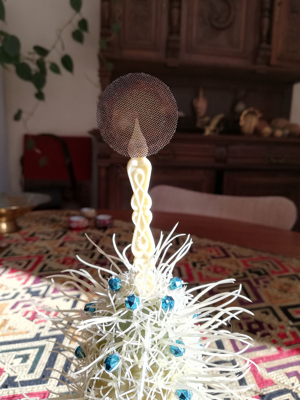 Miniature : Le cactus dit: "Vivement Noël !"