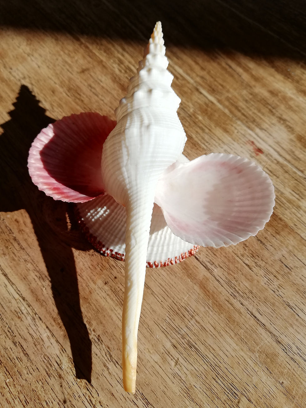 Miniature : Plateau à bijoux "Oreilles d'éléphant"