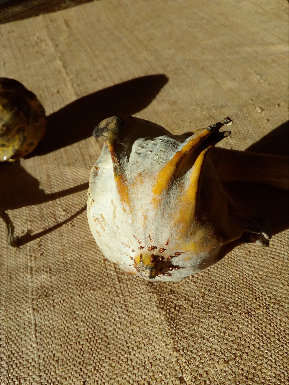 Miniature : Duo de coloquintes dansantes