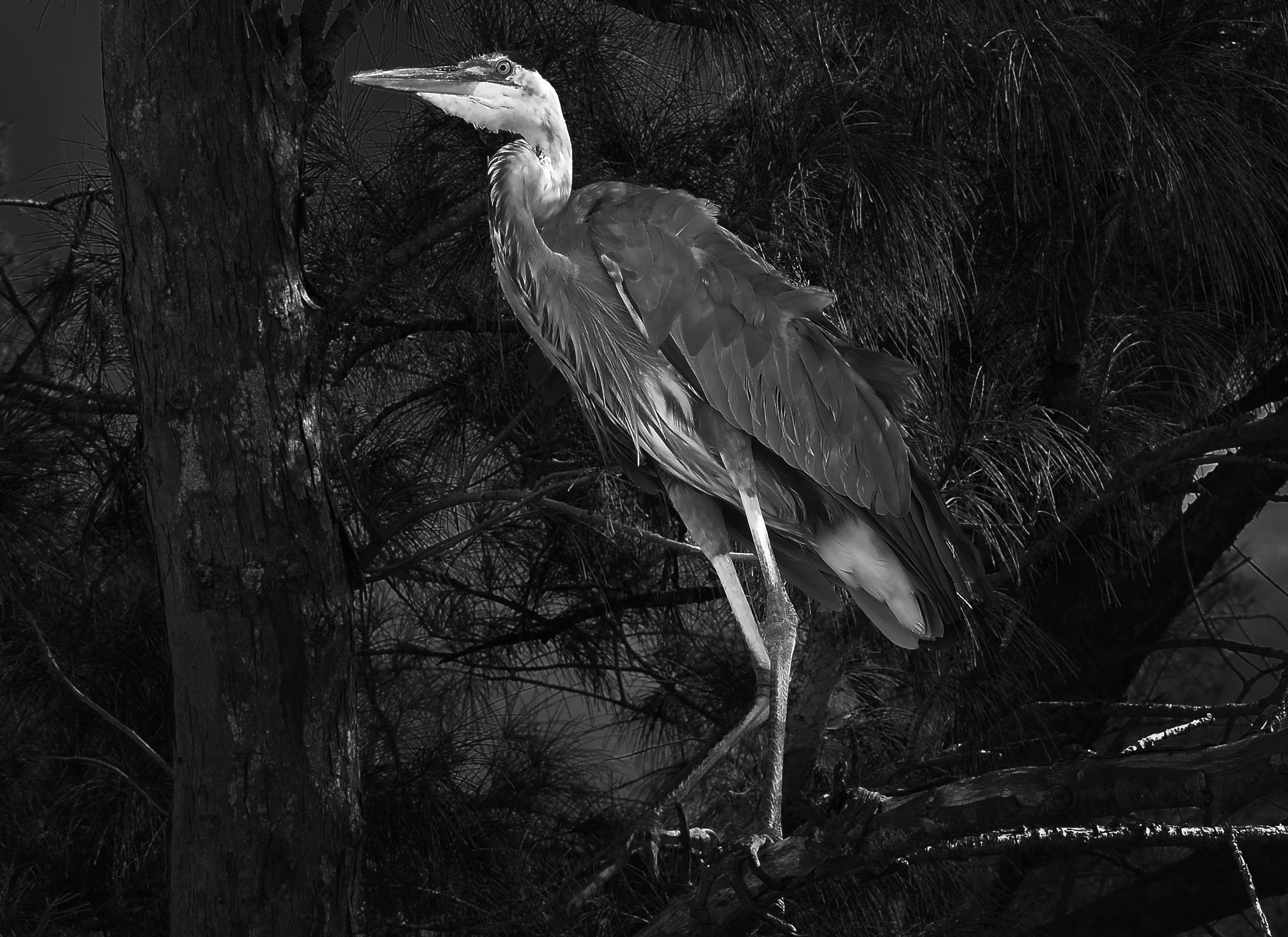 Heron