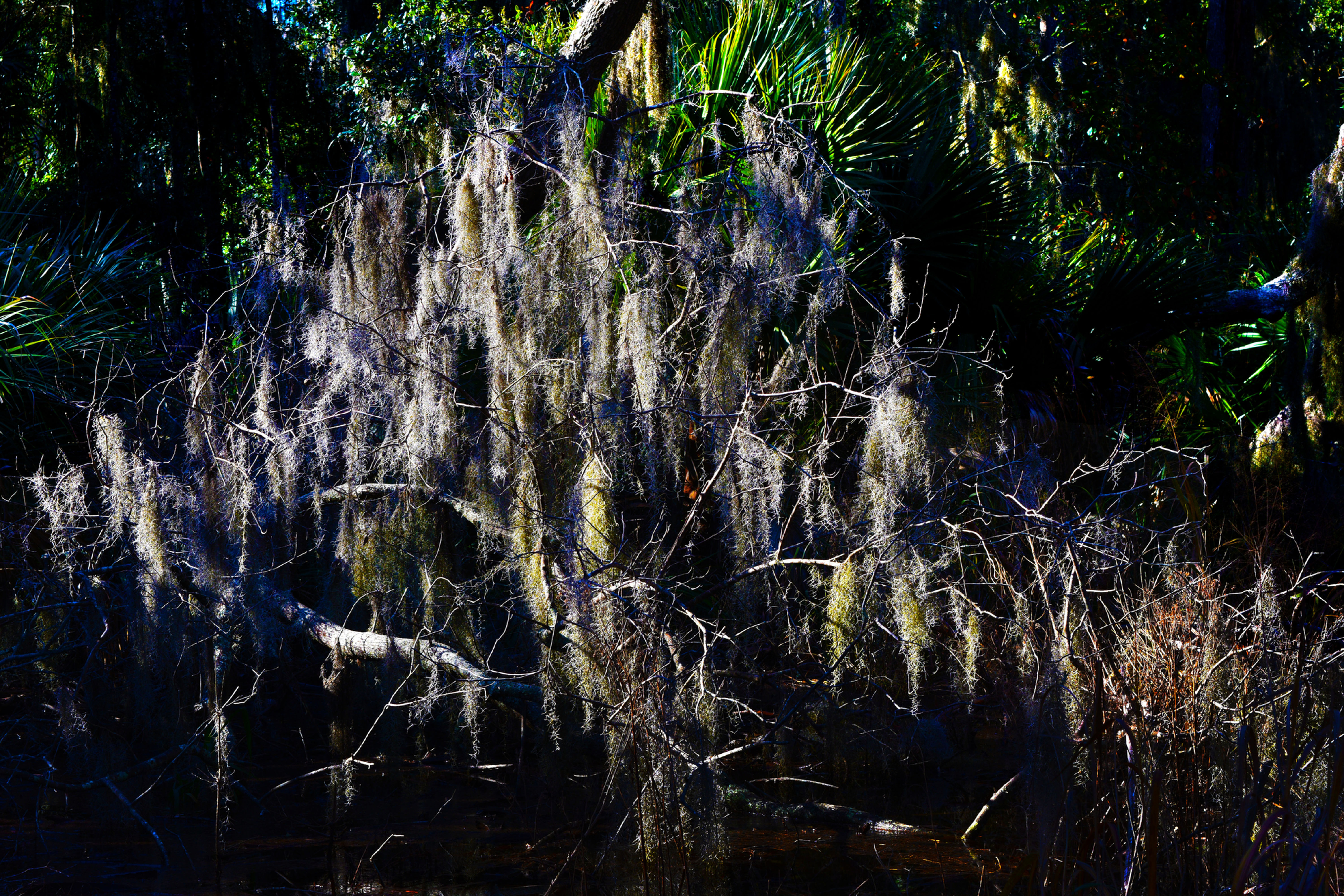 Spanish Moss