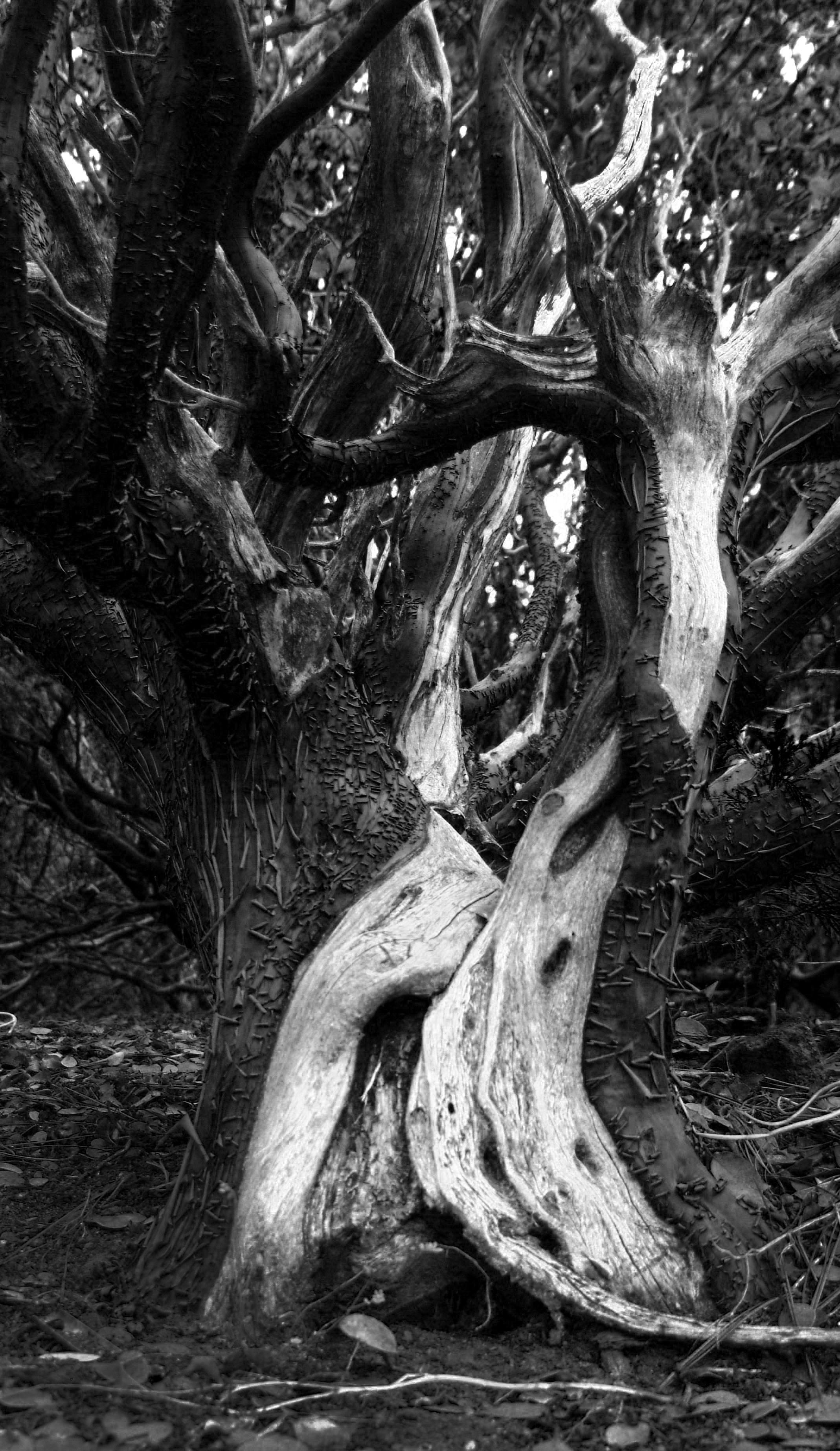 Manzanita