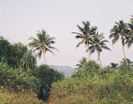 Sri Lanka inspiration