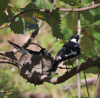 Magpie Larks building a nest in Northcote VIC