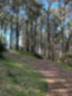 Mt Dandenong Burkes Lookout via Fireline, Camelia, Zig Zag and Kyeema Tracks