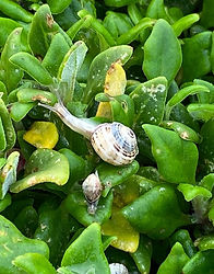 Miniature snails at Cape Woolamai VIC