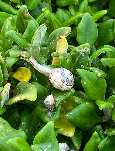 Miniature snails at Cape Woolamai VIC