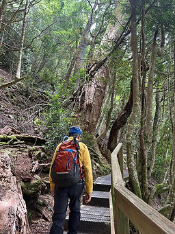 Knyvet Falls hike Tasmania Australia