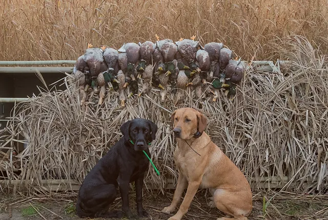 waterfowl dog blind