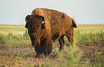 Buffalo hunting Kansas