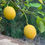 Thumbnail: Lisbon Lemon