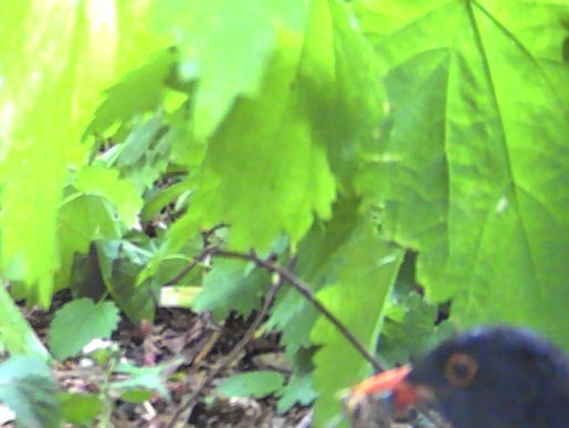 Male black bird head on camera trap image