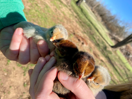 Chicks