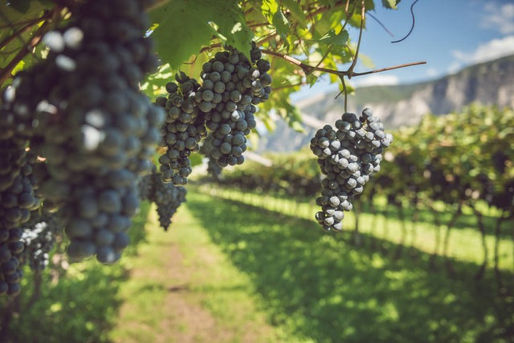 Parlando di … Teroldego