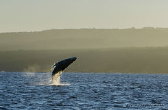 whale breaching in oahu