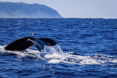 Whale_Tail_North_Shore.jpg