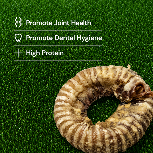 Trachea Doughnut