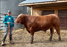 Barrhead & District Clubs 4-H Beef & Sheep Achievement Day Show & Sale 2025