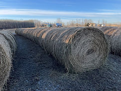 Super HAY & FORAGE AUCTION