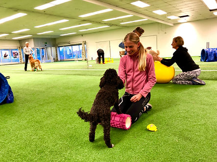 hundfitness & rehab