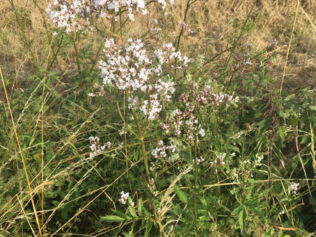 Alles rosa oder was?