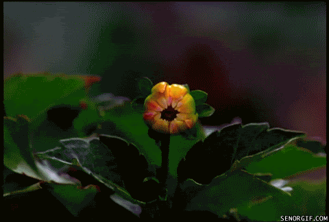 c118ccae134a30e281f87c9d2137e041.gif